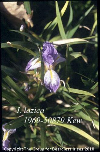 Lazica 1969-50879 Kew